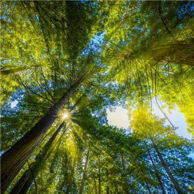 梦幻白蛇传官方版下载